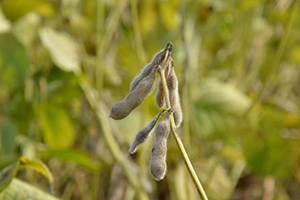 Soya Üretiminde Zirvedeki İsim Belli Oldu