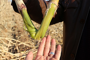 Mucize Bitki Tanıtıldı