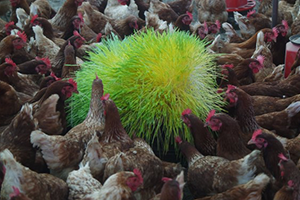 Vodafone Akıllı Köy de Tavukların Yeni Gözdesi