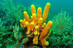 Sünger Üretiminde Düzenleme