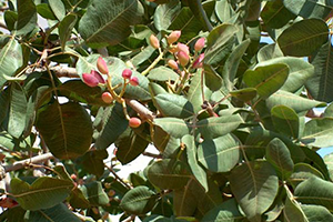 Kilosu 100 TL yi Geçti