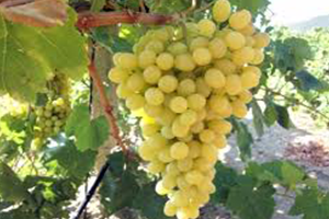 Üzüm Rekoltesinde Yarı Yarıya Düşüş