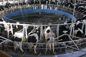 Kesinlikle Süt Tozu İthalatına İzin Verilmemelidir