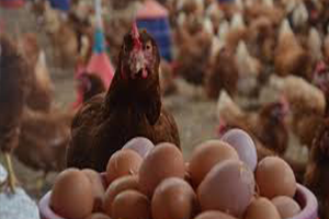Aylık Yumurta Üretimi 1 6 Milyara Ulaştı