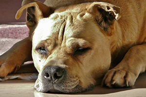 Örnek Karar İtalya dan Geldi