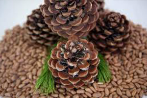 Tartışma Yaratan Fıstık Çamları Yargıda Çözüm Bulacak