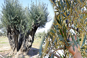 1200 Yaşında Zeytin Verdi