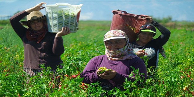 Tarıma Can Veren Kadın Çiftçiler
