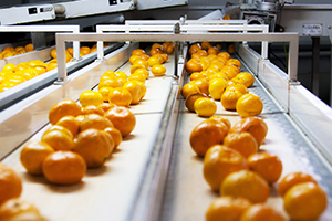 Mandalina Rekoltesinde Yüzde 47 lik Düşüş Yaşandı