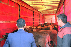 Genç Çiftçilere Damızlık Düve Desteği