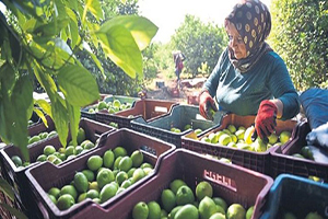 Tarım İşçilerinin Gelir Kapısı Limon