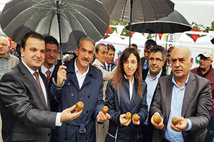 Yalova da Kivi Festivali