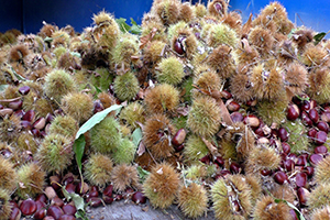 Kestanenin Başkentinde Zor Şartlardaki Hasat Sezonu Sona Erdi