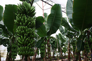 Anamur Türkiye nin Muz İhtiyacına Yetişemiyor