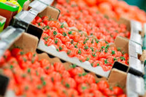 Rusya ya Domates İhracatı Tarihi Belli Oldu