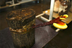 Ölümsüzlük Mantarının Şampiyon Üreticisi