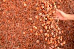 Fındık ta Milyon Dolarlık Kaybımız Var