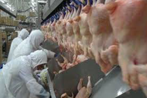 Japonya ya Kanatlı Eti İhracatı