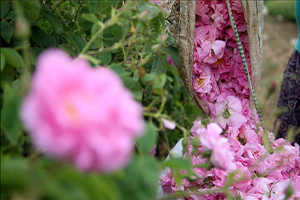 Gül Rekoltesinde 30 Artış