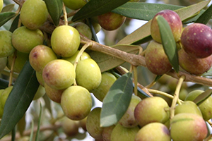 Agromillora nın Katkılarıyla Zeytin Hasat Şenliği