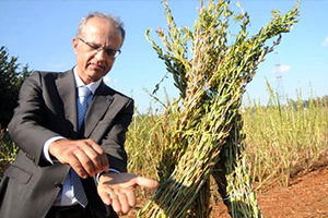 ABD Susamından Üstün Milli Susam Yetiştirildi