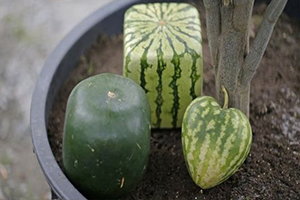 Şekilli Meyve ve Sebzeler İhracat Yolunda