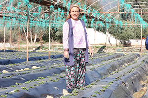 Kış Çileği Hasada Hazırlanıyor