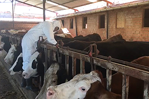 Denizli de Karantinaya Alınan Mahallelerde Hayvanlara Aşı Yapıldı