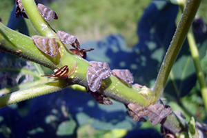 Zararlılarla Lazerli Mücadele