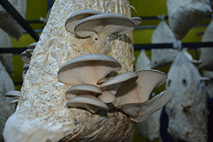 Pamuktan Elde Edilen Mantara Rağbet Büyük