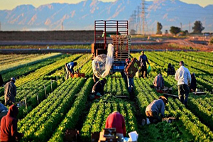 Körfez Ülkeleri Tarım ve Hayvancılık Yatırımları için Düğmeye Bastı