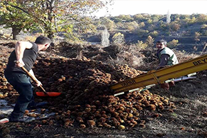 Kestaneler Kuyulardan Sofralara Yolculuk Ediyor