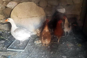 Kuş Gribi Tehlikesi