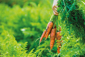 Dünya Türkiye ve Organik Tarım