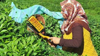 Yaş Çay Üreticilerine Müjdeli Haber