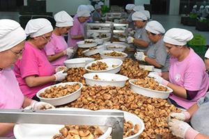 Kuru İncir İhracatının Yarısı 2 Ayda Gerçekleşti