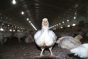 Kanatlı Sektörü Rekora Gidiyor