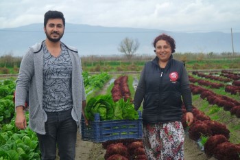 Üniversite Öğrencileri Marul Hasadına Katıldı