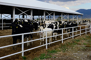 Doğa Tarım da Süt Üretimi Durduruldu