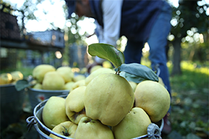 Ayva Üretmeyen Hollanda İhracatta Şampiyon