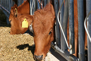 Yerli Sığır Irklarına Kapsam Koruma