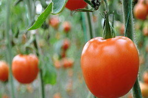Kasım Ayı Zam Şampiyonu Domates