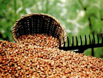 Fındık Tarımında Verimli Artışın Sırrı!