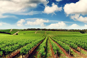 Tarım Arazileri Kullanımına Düzenleme