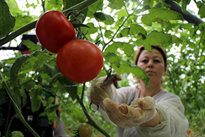 Türk Ekonomisinden Cesaret Aldı Topraksız Sera Kurdu