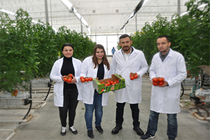 Termal Sera da Domates Hasadı Başladı