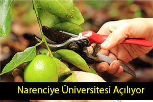 Mersin de Narenciye Üniversitesi Açılacak
