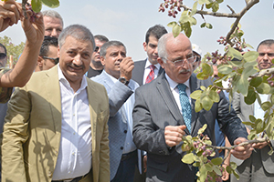 Birecik ten Fıstık Çıkışı