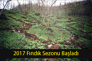 2017 Fındık Sezonu Başladı