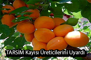 Kayısı Sigortaları İçin Son Gün 28 Şubat